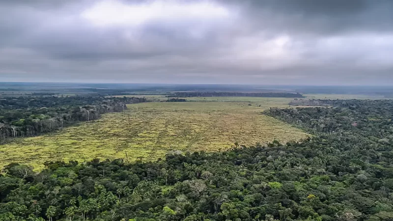 Desmatamento na Amazônia cai 60% em janeiro deste ano